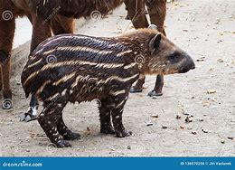 Image result for Tapir Lips