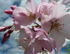 Image result for Prunus Awanui