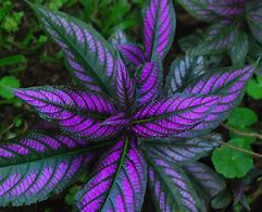 Image result for Colourful Plants