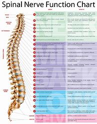 Image result for Spinal Nerve Innervation Chart