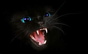 Image result for black cat eyes wallpaper