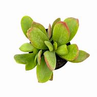 Image result for Kalanchoe Little Dragon