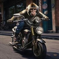 Image result for Monkey Riding Motorcycle