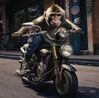 Image result for Bald Monkey Riding a Motorcycle