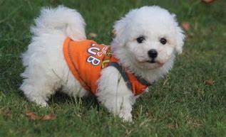 Image result for Bichon Terrier Puppies Mesa