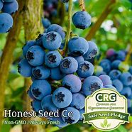 Image result for Highbush Blueberry