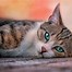 Image result for Sad Cat Crazy