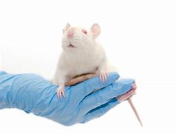 Image result for Rat in Hand Meme