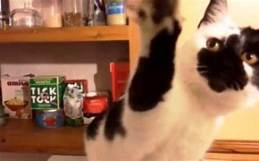 Image result for Hungry Cat Funny