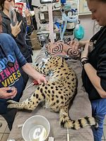 Image result for Serval Cat as a House