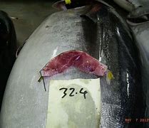 Image result for Bluefin Tuna Fillet