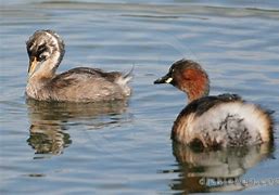 Image result for Small Grebe Beijing