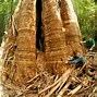 Image result for Pokok Kecil