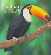 Image result for Toucan Beak Evolution