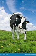 Image result for Friesian Cow Showing