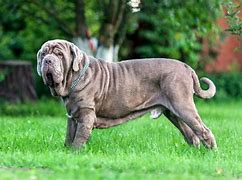 Image result for Neapolitan Mastiff Next to Human