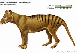 Image result for thylacine extinction photos