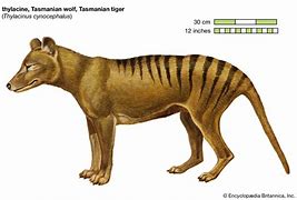 Image result for Thylacine Habitat