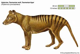 Image result for Thylacine Extinction