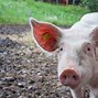 Image result for Pig Wooden Leg Joke