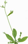 Image result for Arabidopsis Seeds