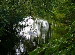 Image result for Swan Lake Nature Centre