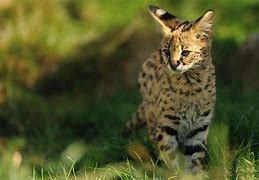 Image result for Serval Cat Wallpaper