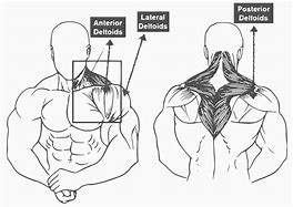 Image result for Shoulder Muscular Anatomy