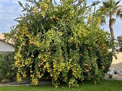 Image result for Lemon-Orange Hybrid