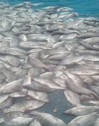 Image result for Live Tilapia Fish