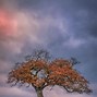 Image result for Brown Dry Tree