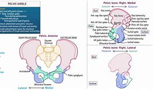 Image result for Skeletal System Pelvic Girdle