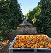 Image result for Citrus Harvest