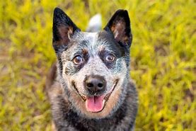 Image result for What Dog Is Bluey