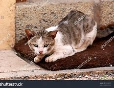 Image result for Scraggy Cat