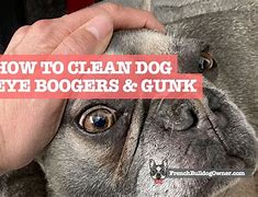 Image result for Clean Dog Eye