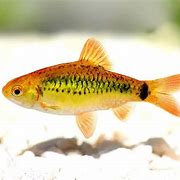 Image result for Fish Ulcer Danio