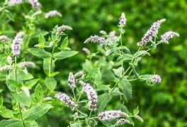 Image result for Mint Plant Leaves