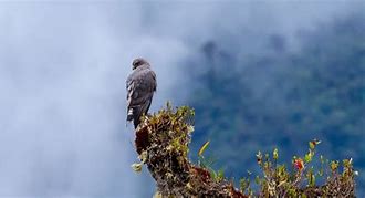 Image result for Buteo Platypterus