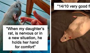 Image result for Held Rat Meme