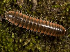 Image result for Millipede Species