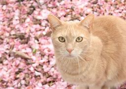 Image result for Yottoy Pink Cat