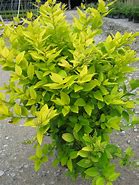 Image result for Dark Green Arborvitae Privet Golden Vicary