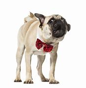 Image result for Pug Dog Barking