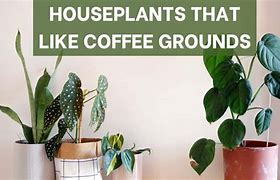 Image result for Which Houseplants Like Coffee Grounds