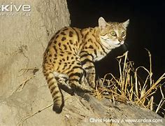 Image result for Black-footed Cat