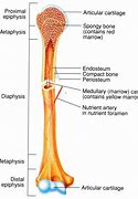 Image result for Features of Bones