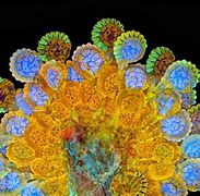 Image result for Microscopic Photography