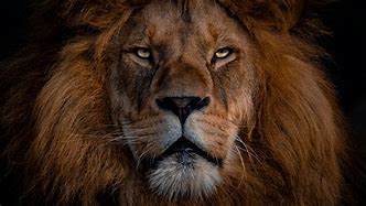 Image result for Fire Lion of Judah