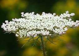 Image result for Queens Anne Lace vs Poison Hemlock